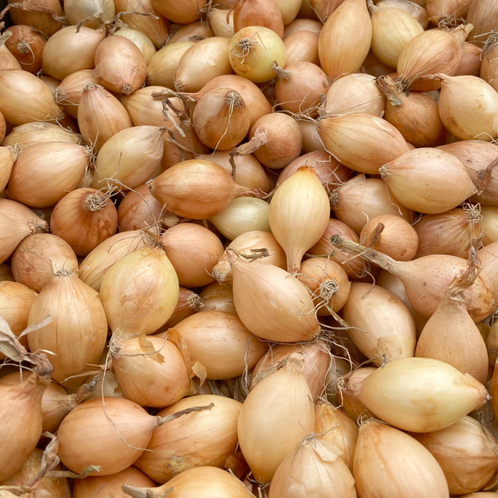Yellow Winter Onions