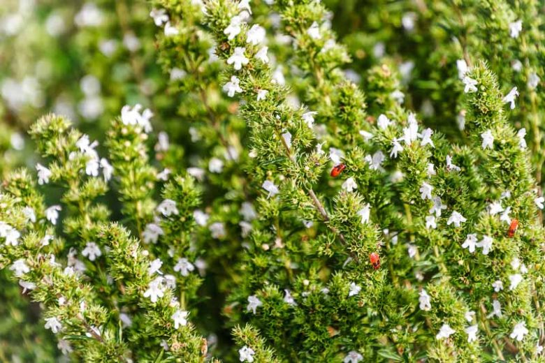 Summer Savory