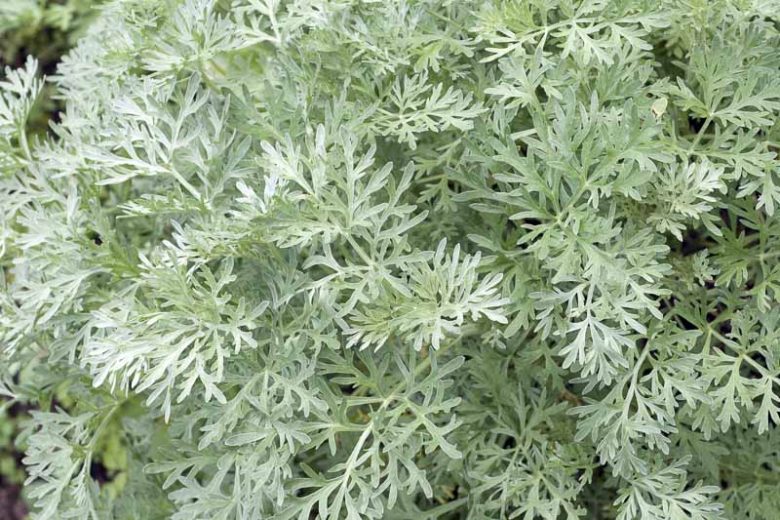 Artemisia (Wormwood)