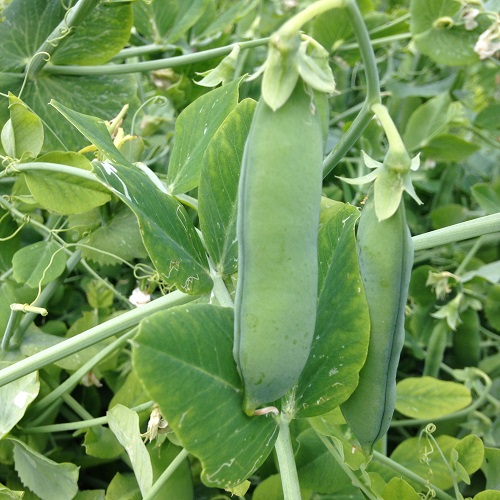 Meteor Peas