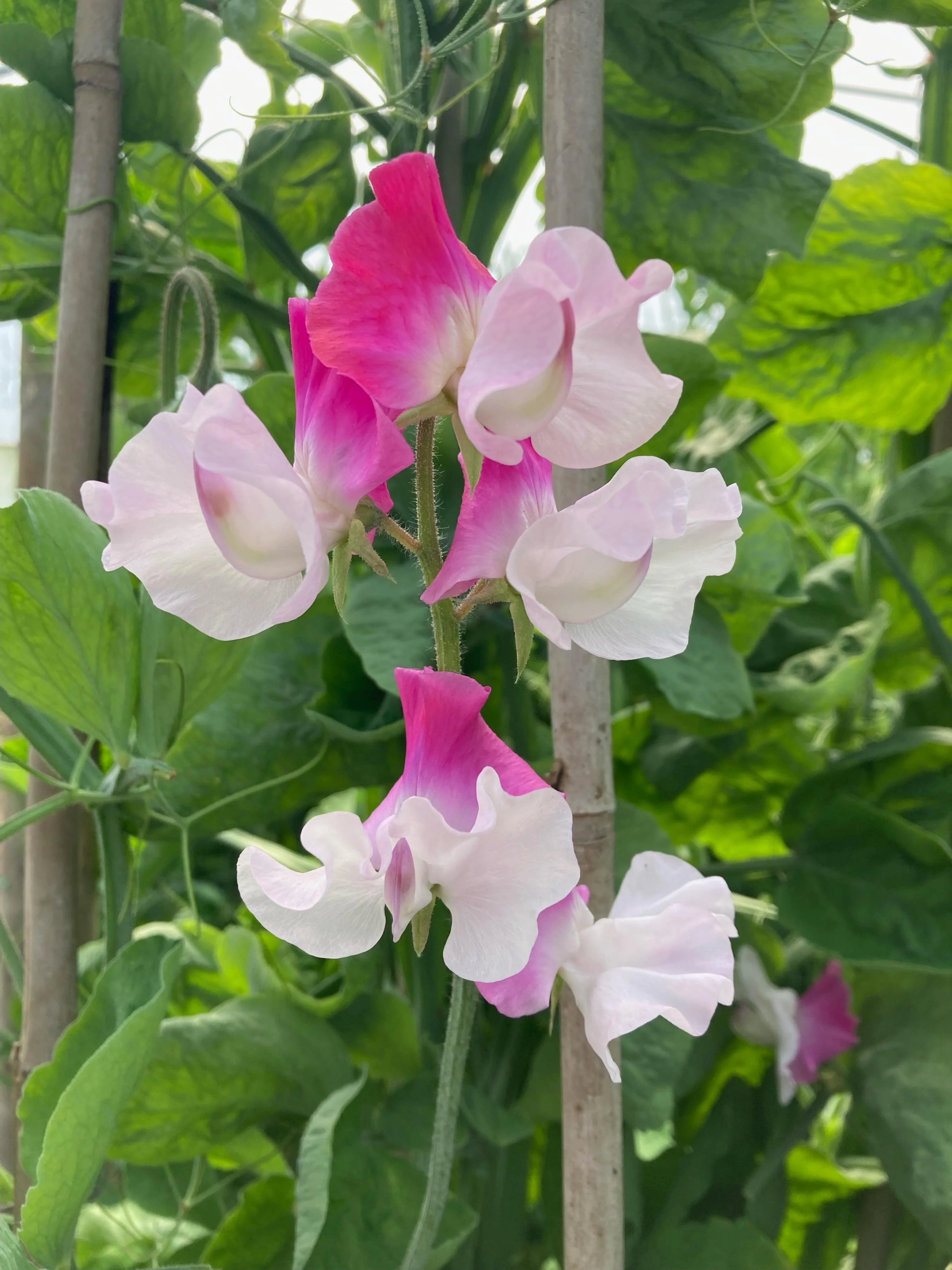 Sweet Peas
