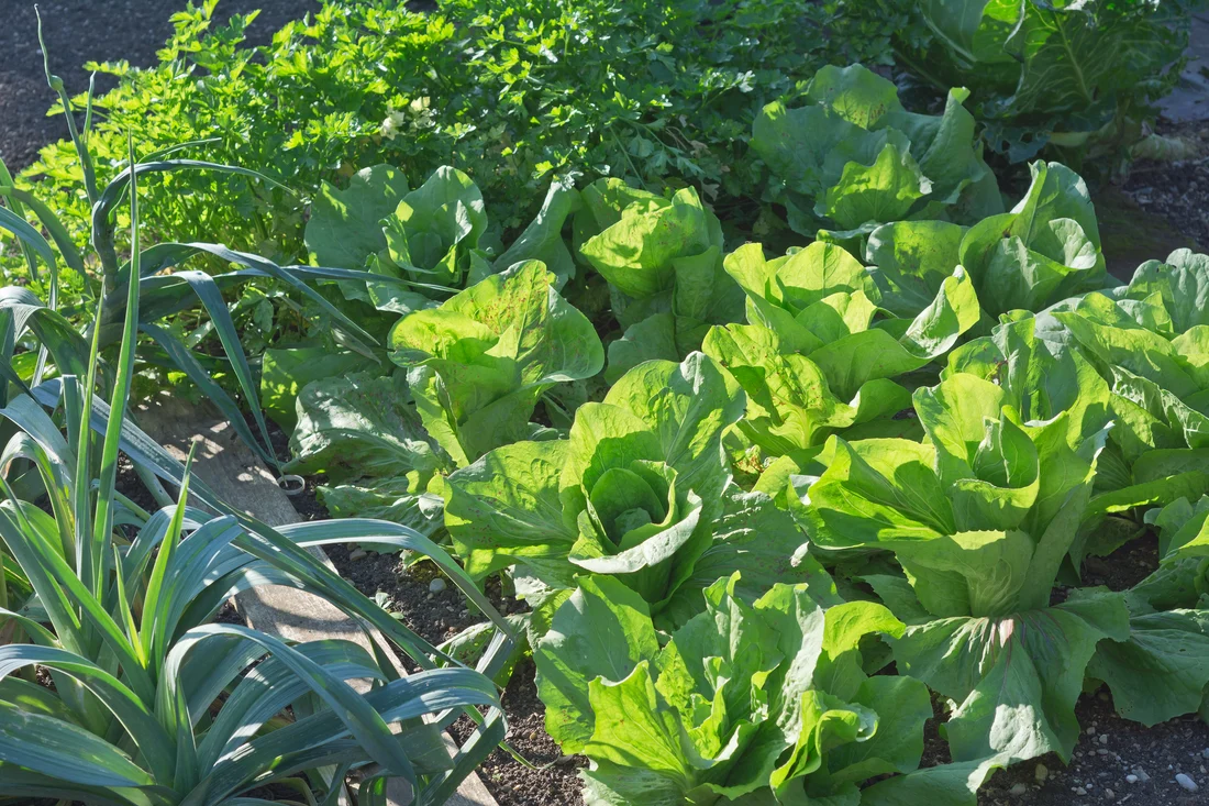 Winter Density Lettuce
