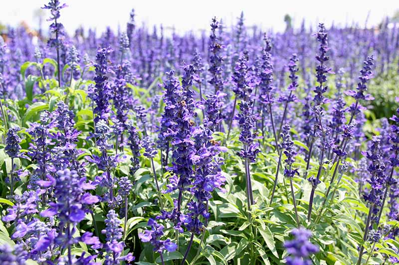 Hyssop